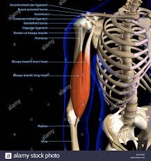 Labeled Anatomy Chart Of Male Biceps Muscle And Shoulder