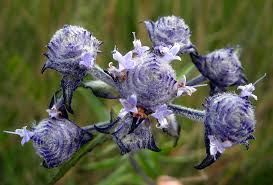 Image result for Haumaniastrum coriaceum