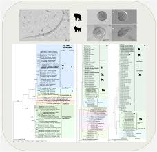 Image result for Balantoides Coli