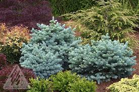 Stunning blue needles, slow growth rate, and classic conical form make picea pungens 'sester dwarf' an ideal plant for the modern landscape. Blue Spruce The Amazing World Of Conifers