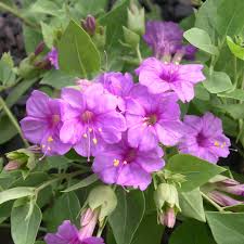 Image result for Nyctaginaceae