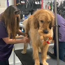 Bathing your dog at home can be a messy process. Better Life Pet Foods Pet Supply Store In Las Cruces