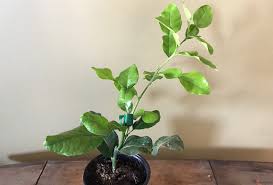 Can kaffir lime trees be grown inside? Shop Citrus Tree Kaffir Lime Shipping Included And Other Seeds At Harvesting History