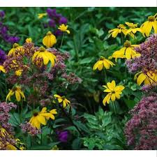 Image result for Rudbeckia laciniata
