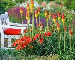 Image result for Kniphofia princeae
