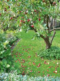 Kit includes apple tree,arbor with roses, stone path, planter and fencing. Alan Titchmarsh S Tips On Growing Your Own Apple And Pear Trees Express Co Uk