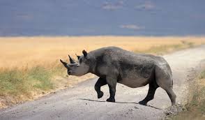 Heavy Traffic Big Animals Animals Wild Spirit Animal