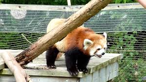 The toronto zoo wanted help promoting their pandas. Red Panda At The Toronto Zoo Youtube
