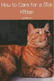 What Do You Do If You Find A Sick Kitten Catvills Sick Kitten Kitten Kitten Care