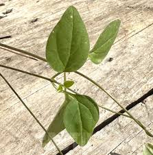 Image result for Ceropegia papillata