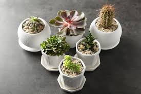 Low Light Succulents That You Can Grow Indoors Trees Com
