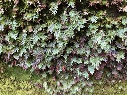 Image result for Hymenophyllum tunbridgense