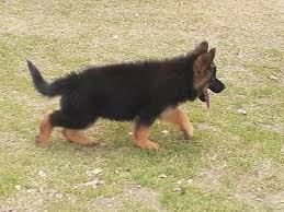 German shepherd dog puppies for sale. How To Identify Original German Shepherd Puppy Thegermanshepherdhub