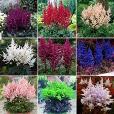 Red white blue perennial flowers. Us 0 99 Bellfarm Mixed 9 Colors Astilbe Chinensis Seeds 100pcs Bonsai Purple Red White Blue Pink Green Colorful Perennial Garden Flowers M Deargogo Com