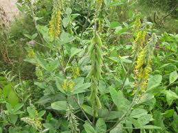 Image result for Crotalaria torrei