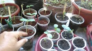 Another formula is to use 20 to 30 percent of worm castings with sand. Germinating Seeds Using Cocopeat Cow Manure Compost Vermicast And Pot Germinating Seeds Cow Manure Compost