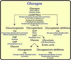 We did not find results for: Influence Of Glucagon On Carbohydrate Pathways In The Fasted State Download Scientific Diagram