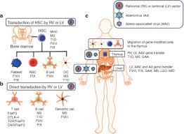 Estimated lsd tolerance graph and formula. Development Of Gene Transfer For Induction Of Antigen Specific Tolerance Molecular Therapy Methods Clinical Development