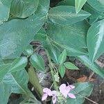 Image result for Desmodium uncinatum