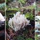 November Mushroom Hike event image