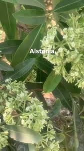 Image result for Alstonia