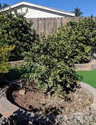 Minneola tangelos are hybrids of the duncan grapefruit and the dancy tangerine, and were first released in 1931.3 the easiest way to differentiate it tangelo trees look very similar to orange trees. Minneola Tangelo Pictures Growing Fruit