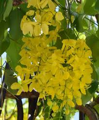 Image result for Cassia angolensis
