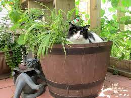 9 Awesome Ways To Bring Your Catio To Life With These Catio Accessories Catio Outdoor Cat Run Dog Pet Beds