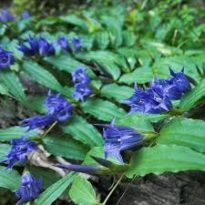 Image result for Gentiana asclepiadea alba