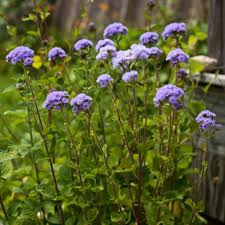 Image result for Ageratum
