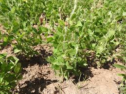 Image result for Macrotyloma africanum