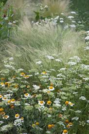 Super Schoner Wilder Garten Blumen Und Pflanzen Blumen In 2020 Wiesengarten Mediterraner Garten Pflanzen