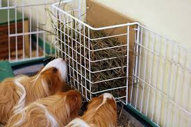 Diy hay rack for rabbits | easy rabbit feeder. 40 Hay Rack Litter Box Ideas Hay Racks Litter Box Bunny Cages