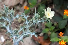 Image result for Argemone ochroleuca