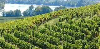 The jurade of st emilion was formed in 1199! Puisseguin Saint Emilion Rotweine Aus Dem Libournais