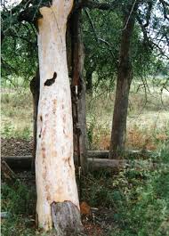 Image result for Elaeodendron