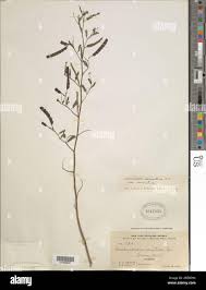 Image result for Aeschynomene sensitiva