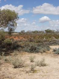 Image result for Halosarcia