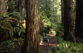 Redwood national and state parks is a large park stretching for more than 40 miles along the coast of northern california. Walks And Hikes Redwood National And State Parks U S National Park Service