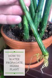 How To Propagate Snake Plant Or Sansevieria In Water Snake Plant Snake Plant Care Sansevieria Plant