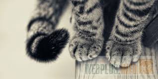 Maybe you would like to learn more about one of these? Den Koshek V Rossii 1 Marta 2020 Voskresene Znamenatelnoe Chislo I Sobytie V Marte Kalendar Prazdniki I Sobytiya