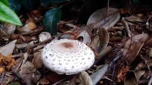 Which mushrooms are safe to eat? Why Are Mushrooms Growing In My Yard Dengarden