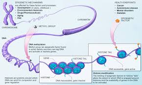 Looked at cork under the microscope and named the tiny chambers cells. Epigenetics Wikipedia