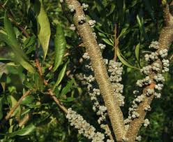 Image result for Myrica salicifolia