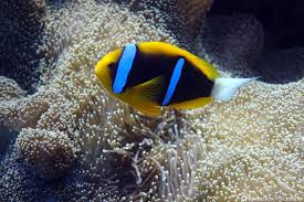 We did not find results for: Palau Diving In The Island Paradise Of Micronesia Palau