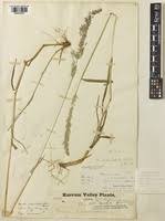 Image result for Polypogon schimperianus