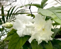 Image result for Tabernaemontana