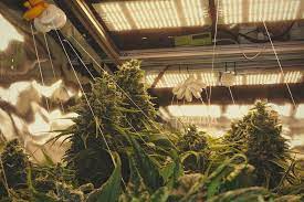 Grips work better, it's nearly impossible for the earbuds to fall out. Best Ways To Support Large Cannabis Buds Indoors And Outdoors Rqs Blog