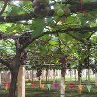 Sites related to ladang anggur tasik. Ladang Anggur Tasik Beris Ferme