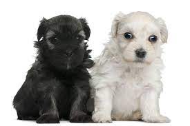 05 61 09 73 94 33 route de bessieres 31140 pechbonnieu click to email. Lowchen Dog Breed Information